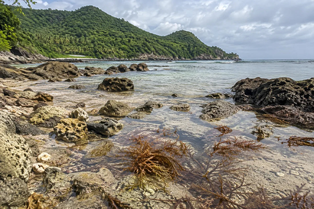 Branching seaweed in shallow water along a rocky tropical shoreline
