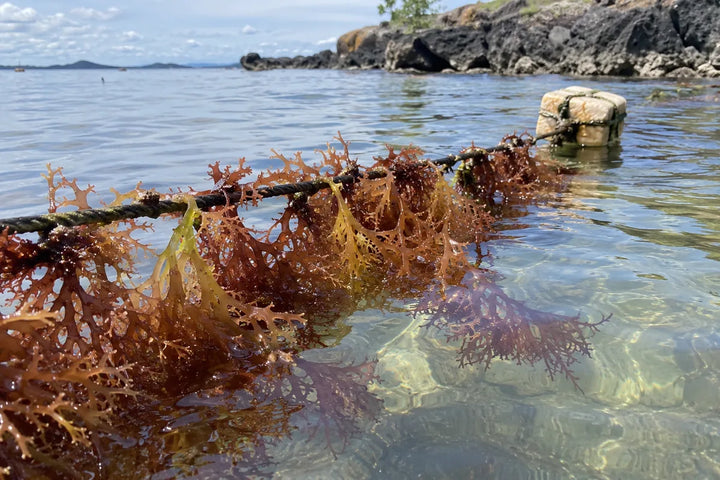 Red and golden seaweed growing along a rope in shallow coastal water