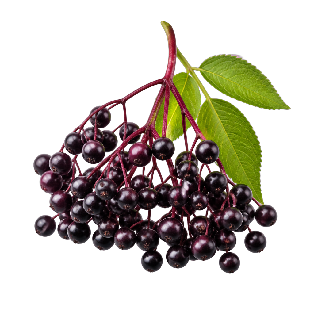 Elderberry Ginger fruit