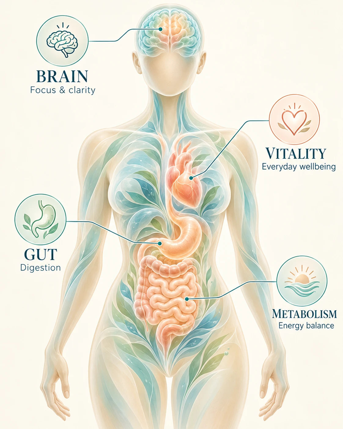 Soft body illustration with callouts for brain focus, digestion, energy balance and everyday wellbeing